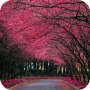 Sakura Live Wallpaper icon