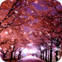 Sakura Live Wallpaper icon